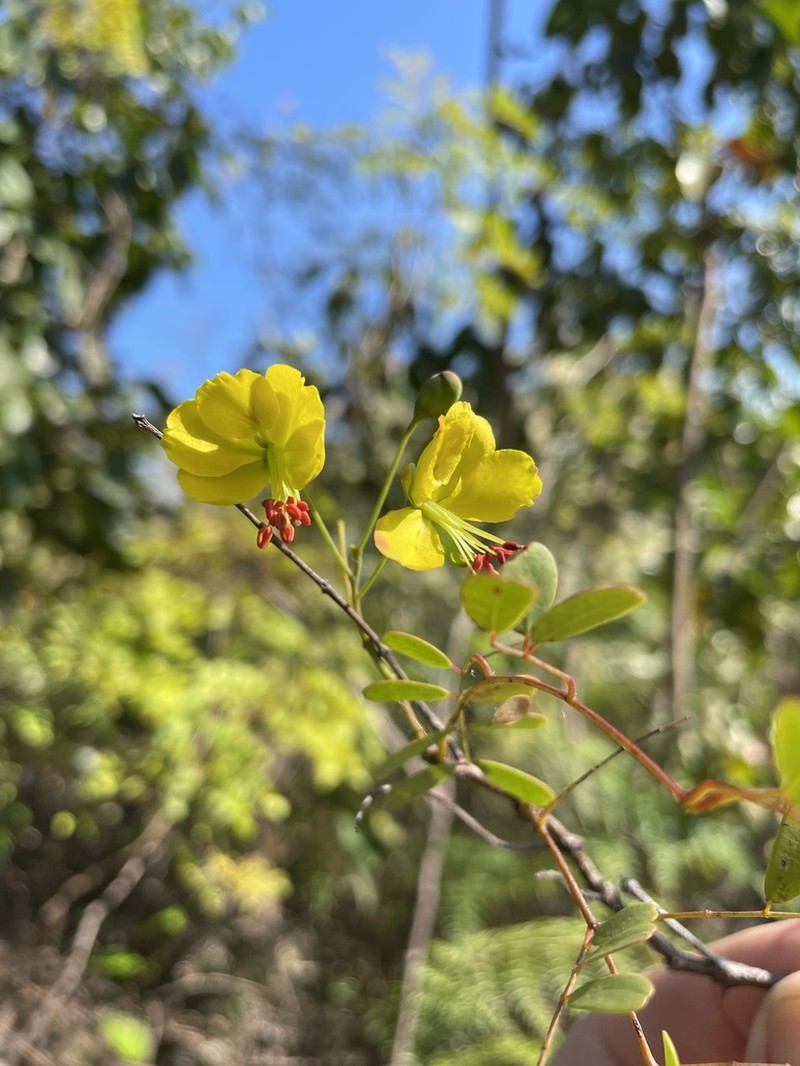 Fewflower Holdback photo 6
