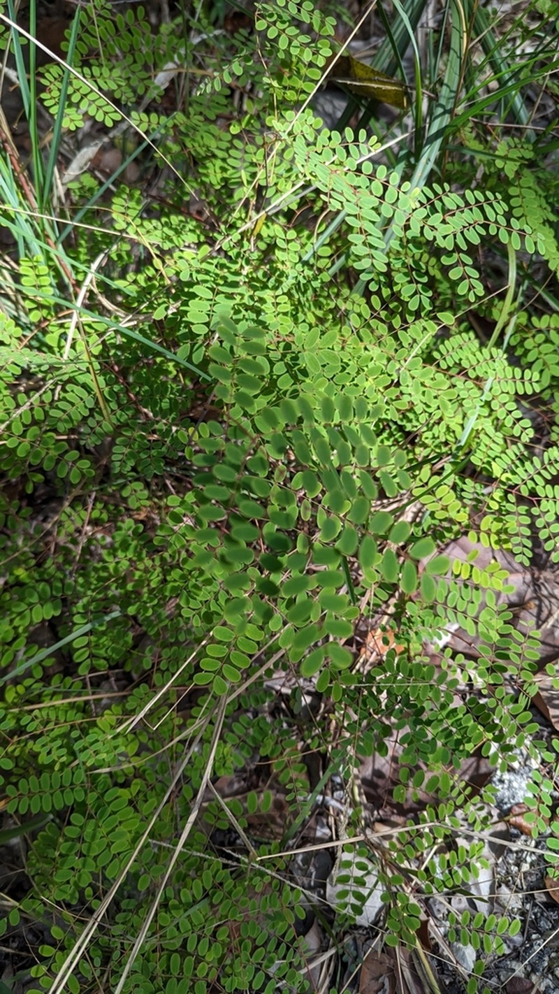 Fewflower Holdback photo 7