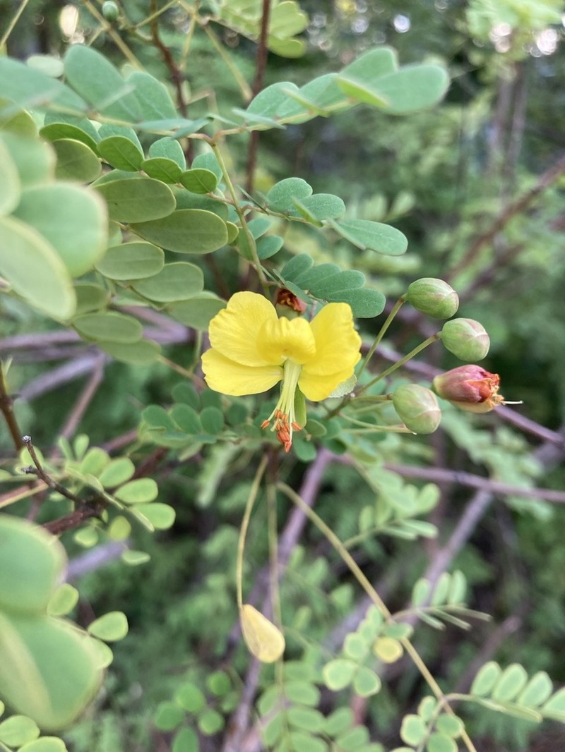Fewflower Holdback photo 8