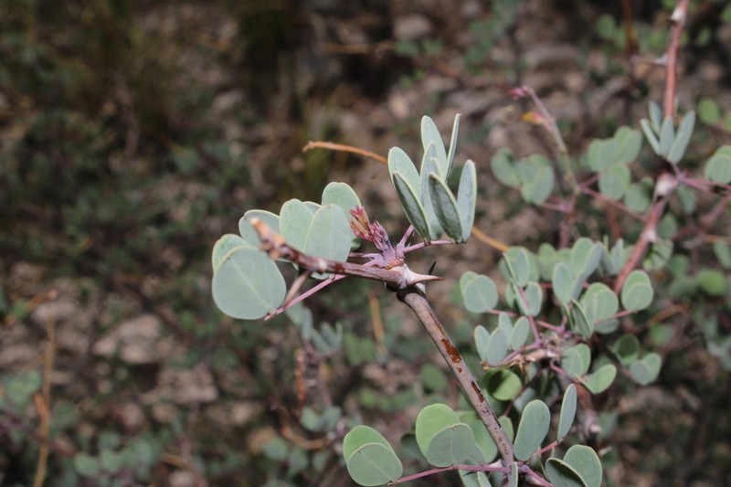 Denisophytum sessilifolium