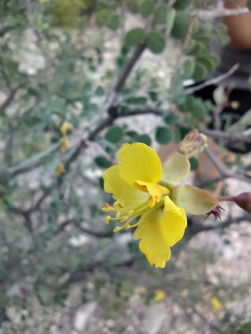 Denisophytum sessilifolium photo 5