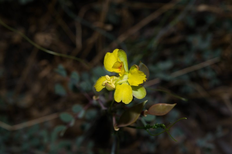 Denisophytum sessilifolium photo 7