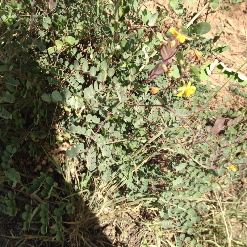 Denisophytum stuckertii