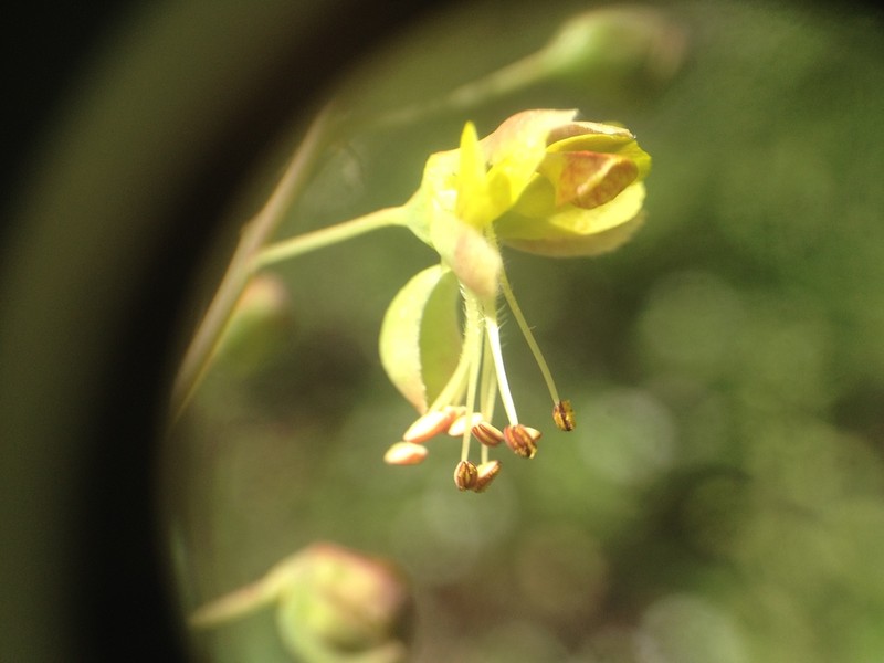 Denisophytum stuckertii photo 2