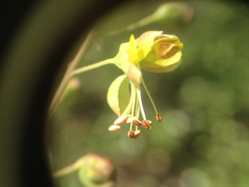 Denisophytum stuckertii photo 3