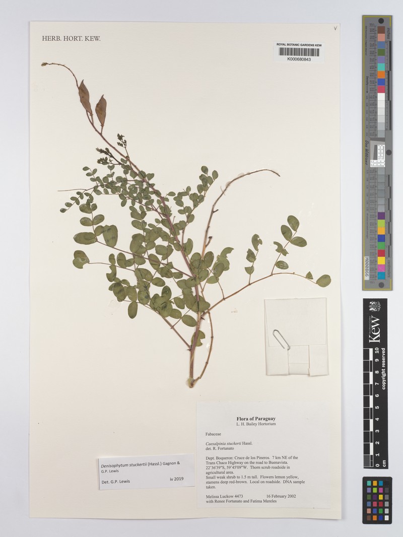 Denisophytum stuckertii photo 4
