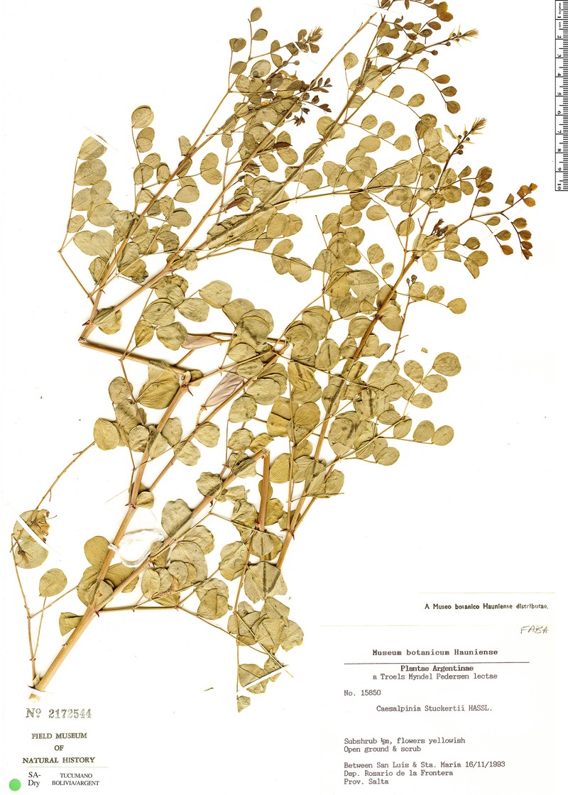 Denisophytum stuckertii photo 5