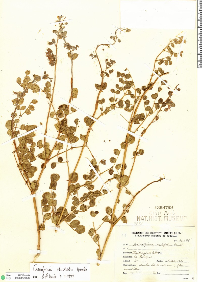 Denisophytum stuckertii photo 6