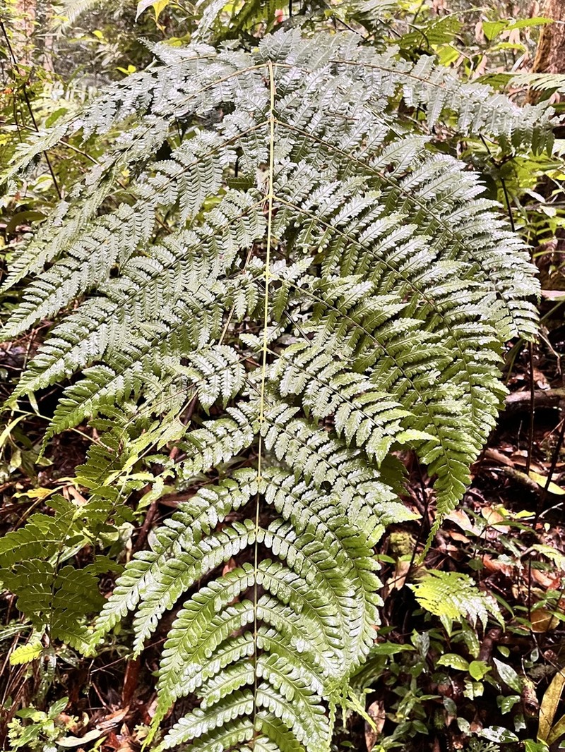 Dennstaedtia ampla