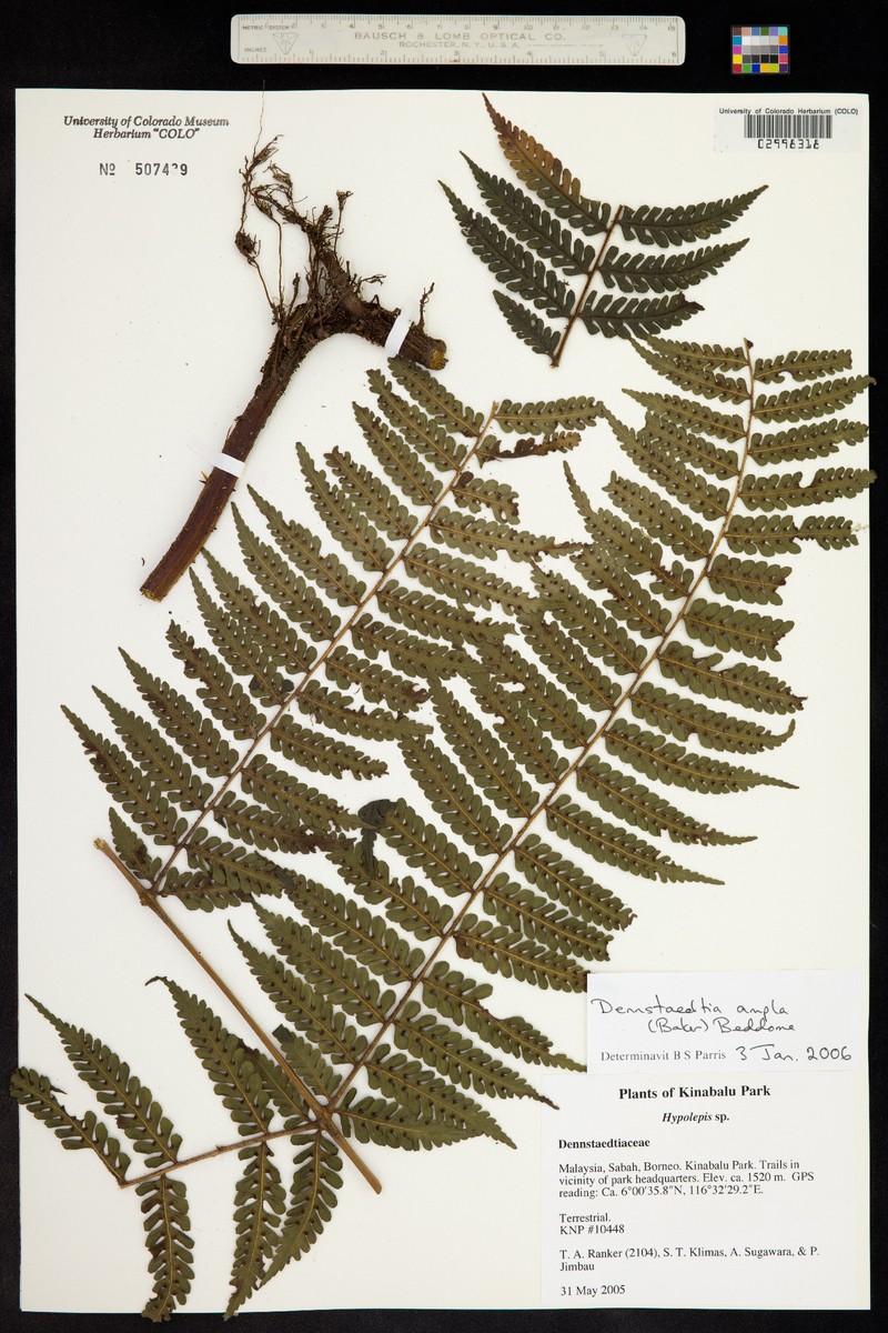 Dennstaedtia ampla photo 2