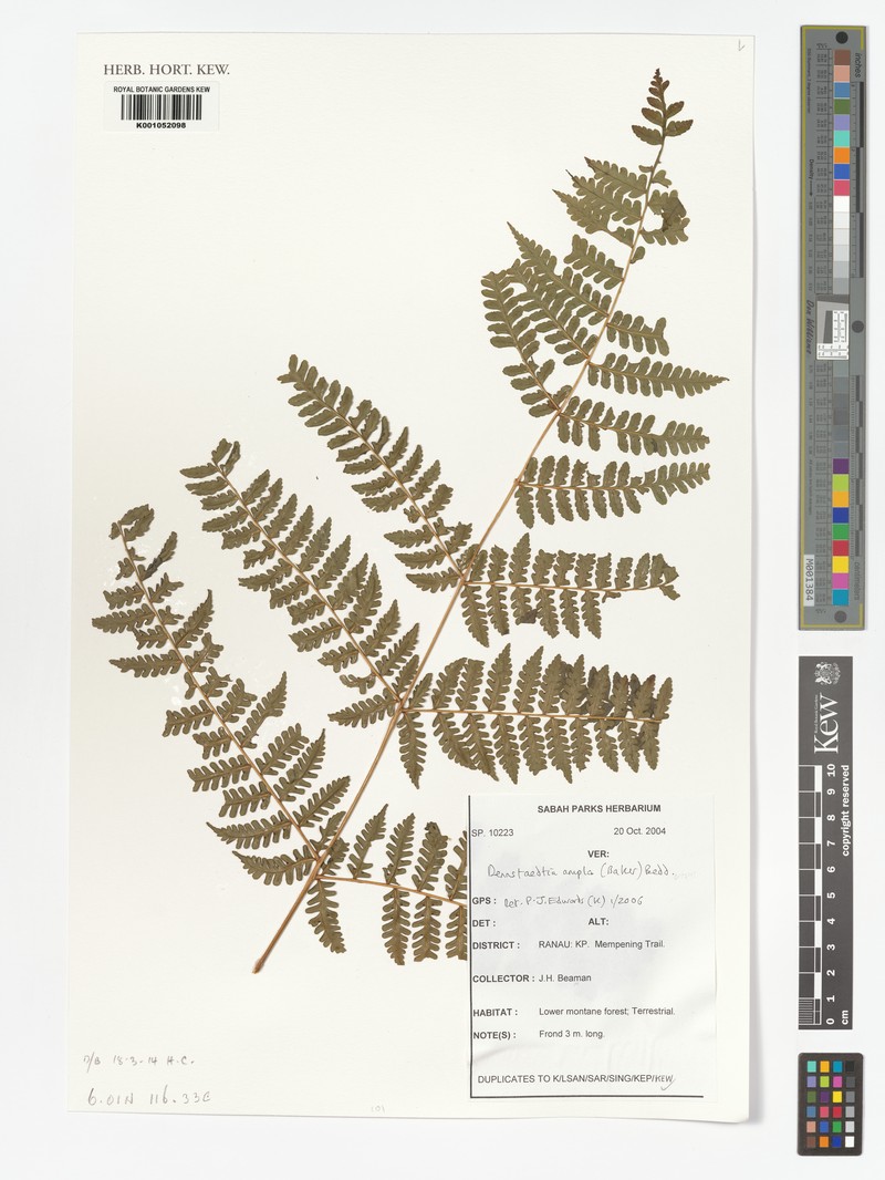 Dennstaedtia ampla photo 3