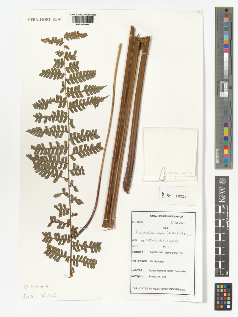 Dennstaedtia ampla photo 4