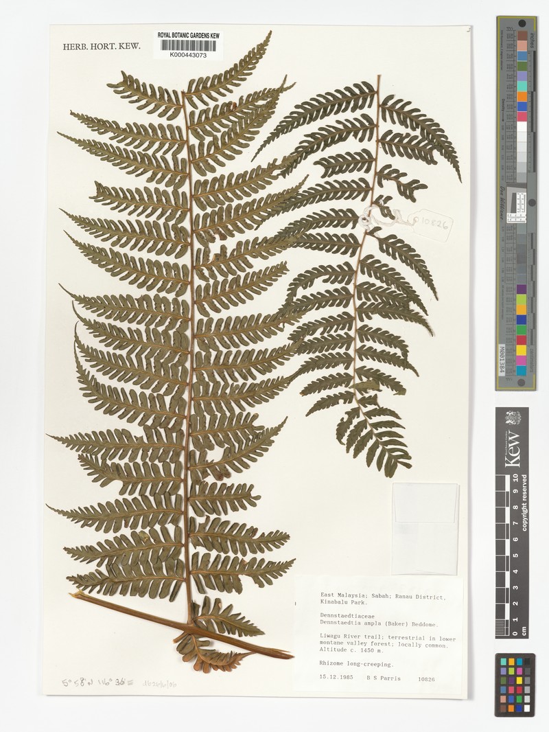 Dennstaedtia ampla photo 5