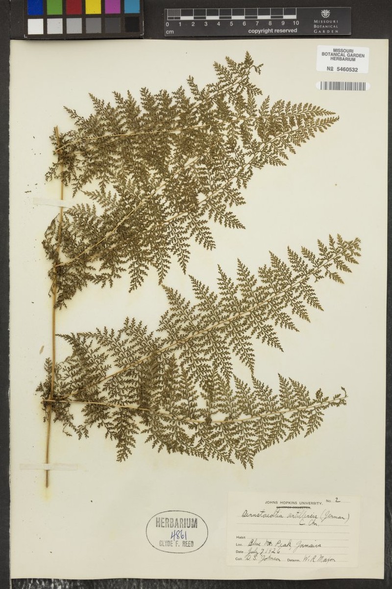 Dennstaedtia antillensis