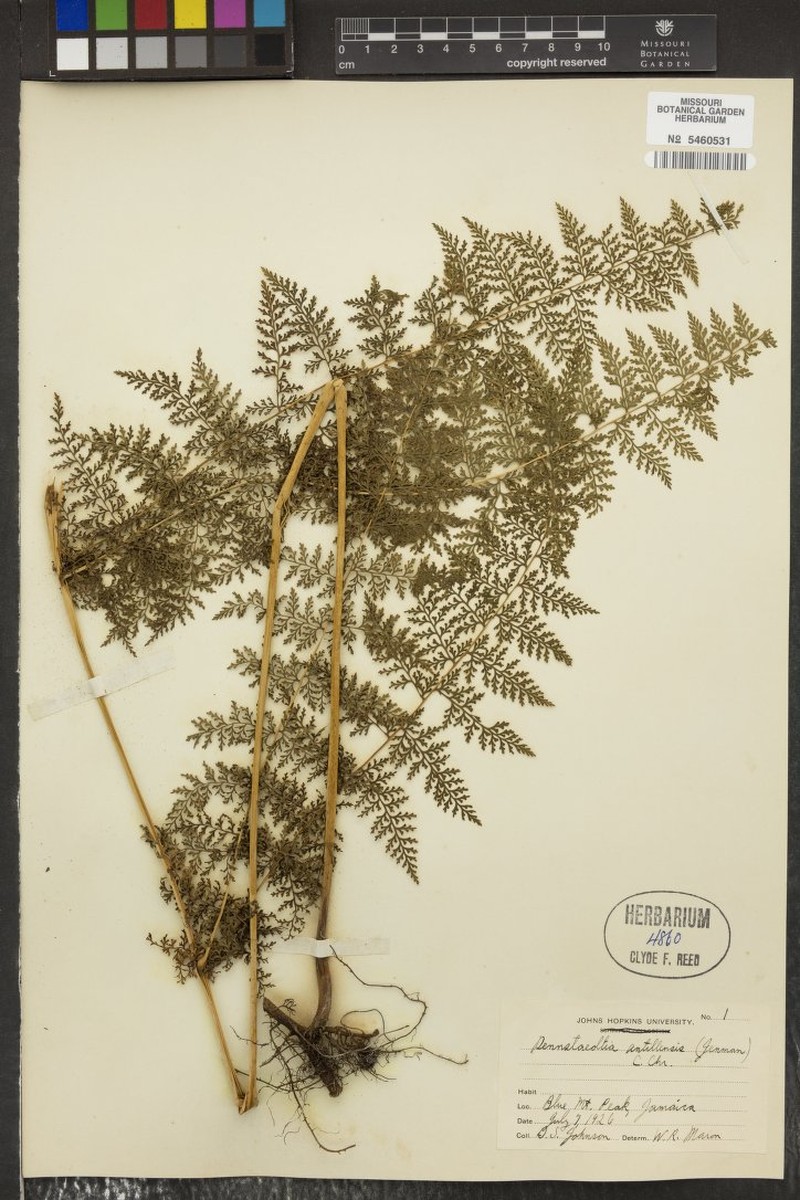 Dennstaedtia antillensis photo 2