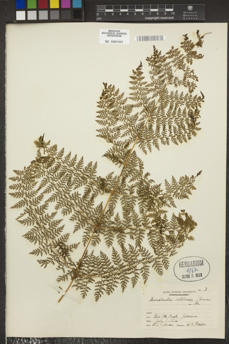 Dennstaedtia antillensis photo 3