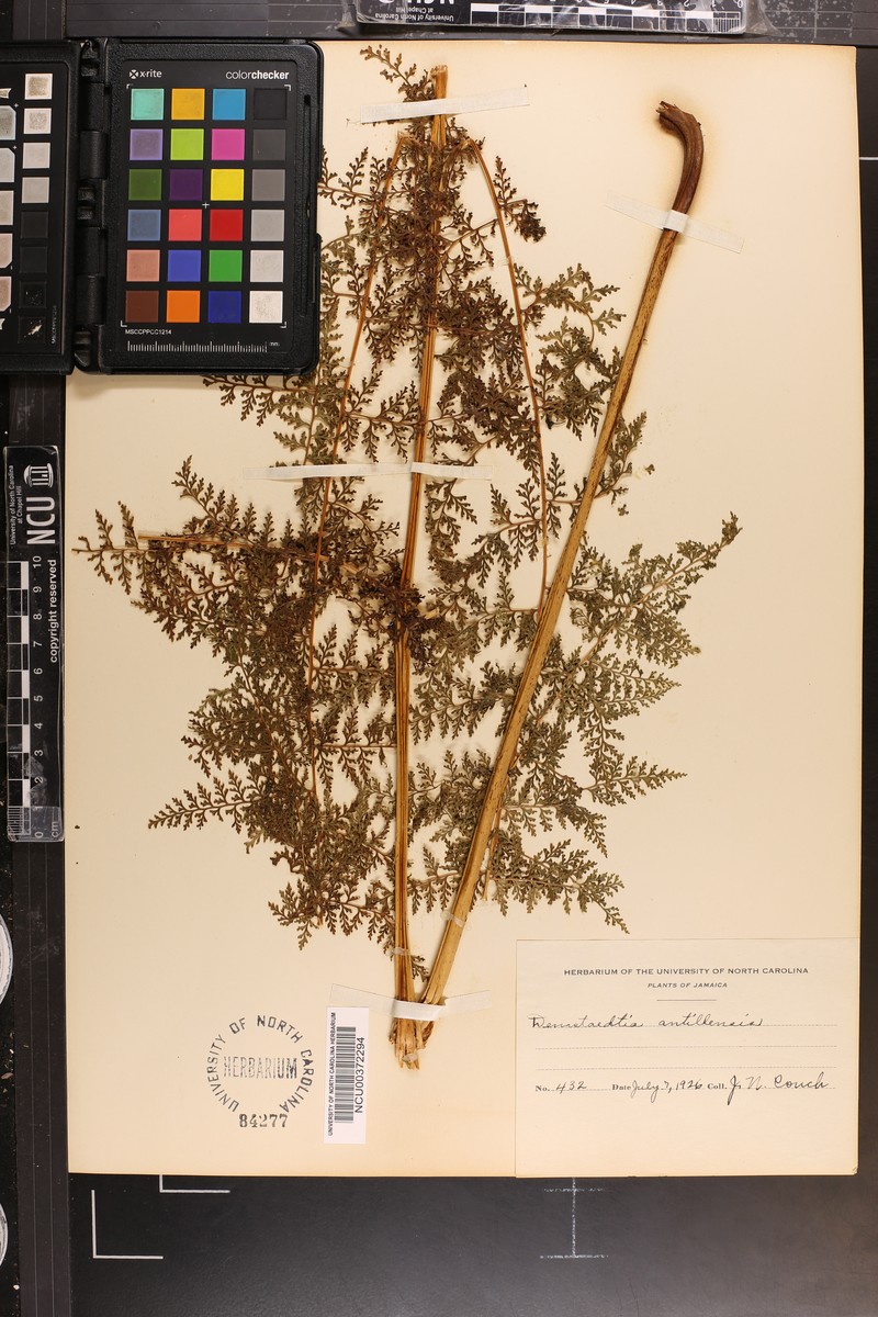 Dennstaedtia antillensis photo 4