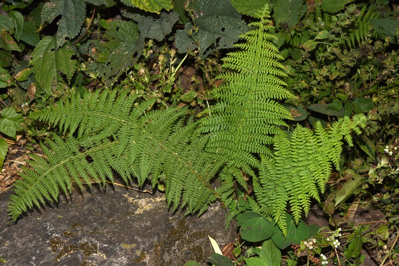 Dennstaedtia appendiculata photo 2