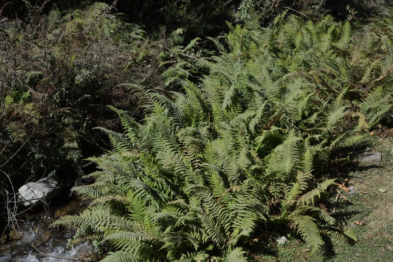 Dennstaedtia appendiculata photo 3