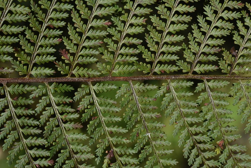 Dennstaedtia appendiculata photo 4