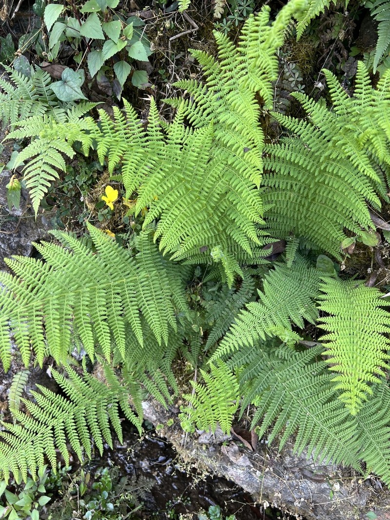 Dennstaedtia appendiculata photo 5