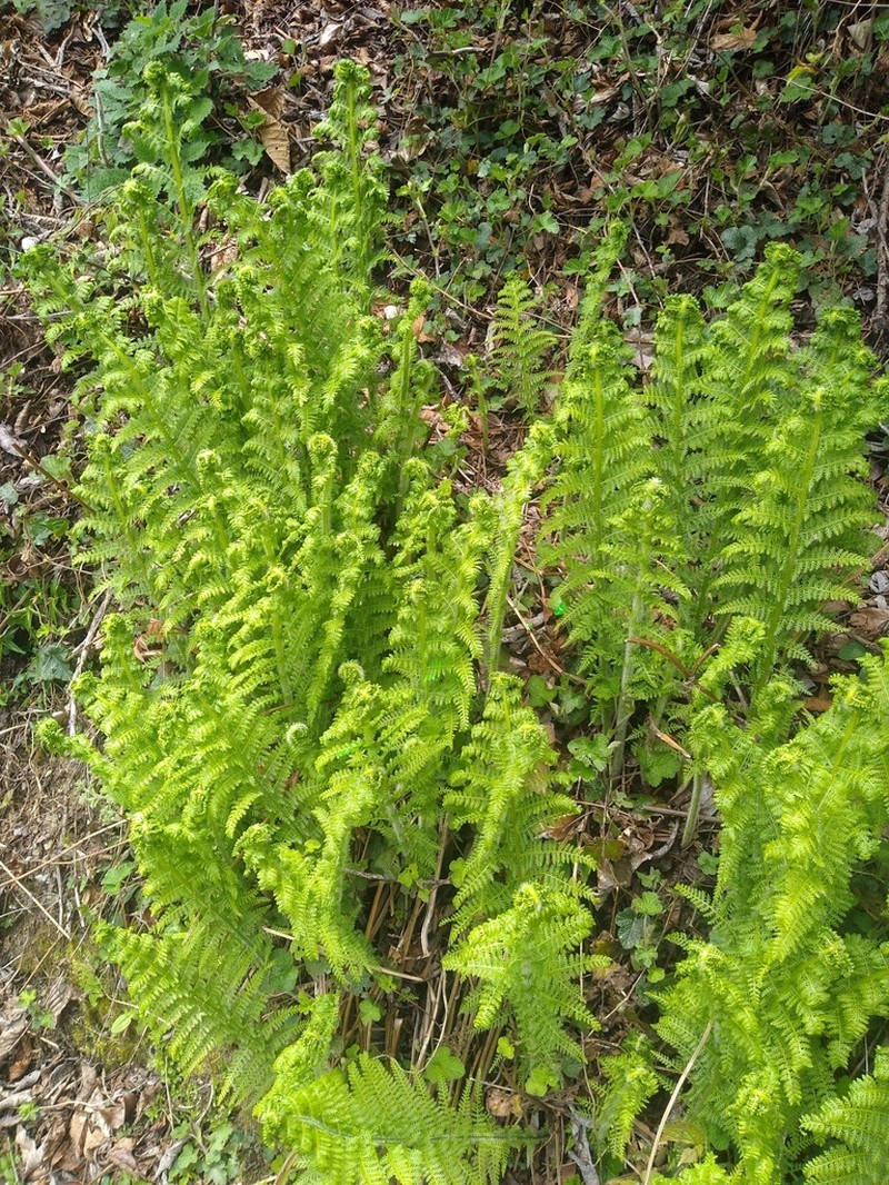 Dennstaedtia appendiculata photo 6