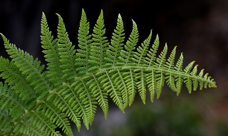Dennstaedtia appendiculata photo 7