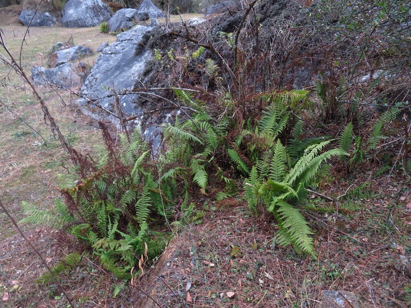 Dennstaedtia appendiculata photo 8