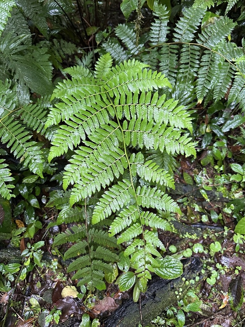 Dennstaedtia arborescens