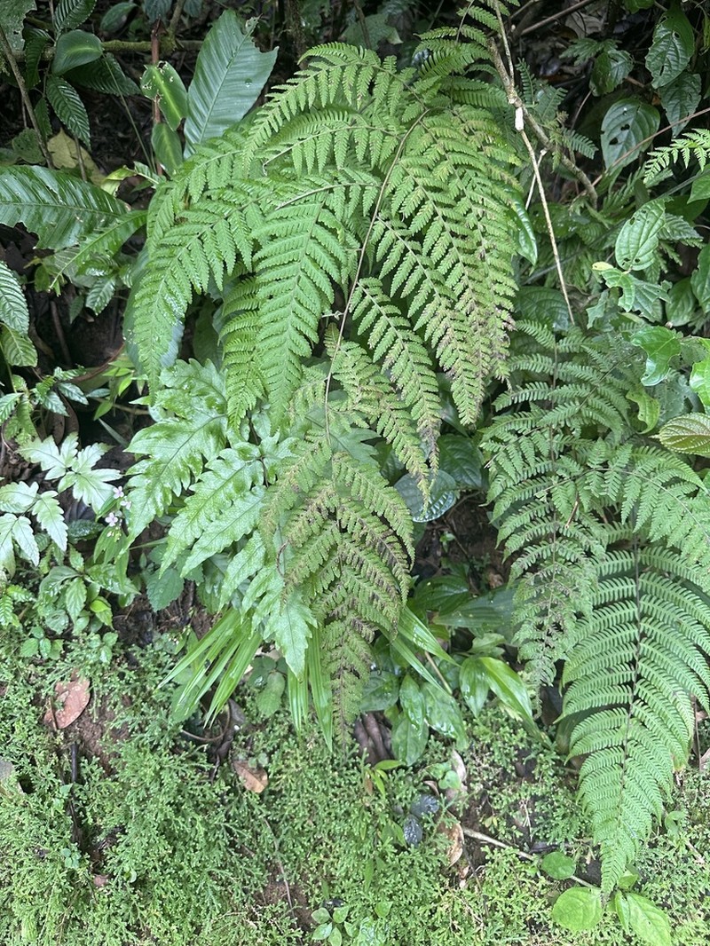Dennstaedtia arborescens photo 2