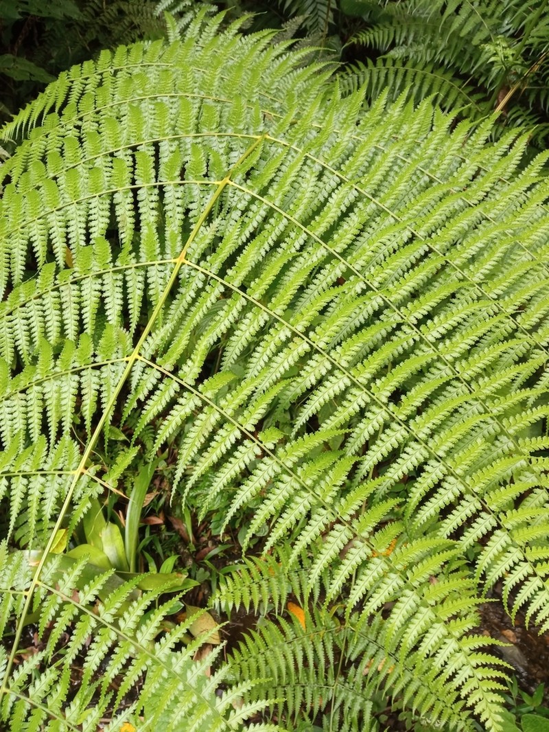 Dennstaedtia arborescens photo 3