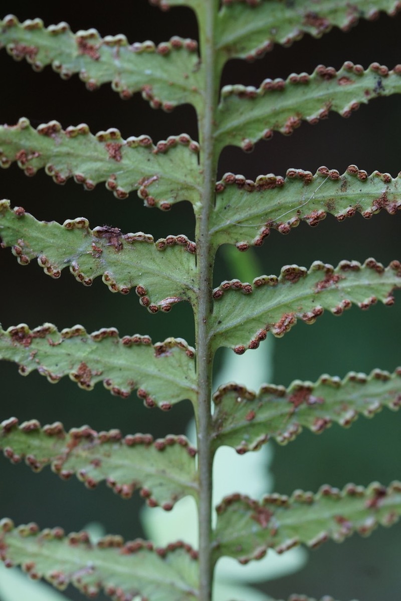 Dennstaedtia arborescens photo 4