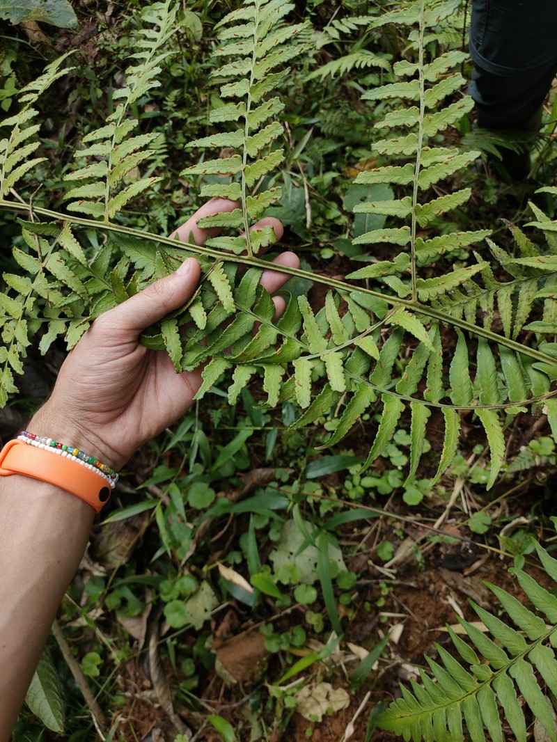 Dennstaedtia arborescens photo 5