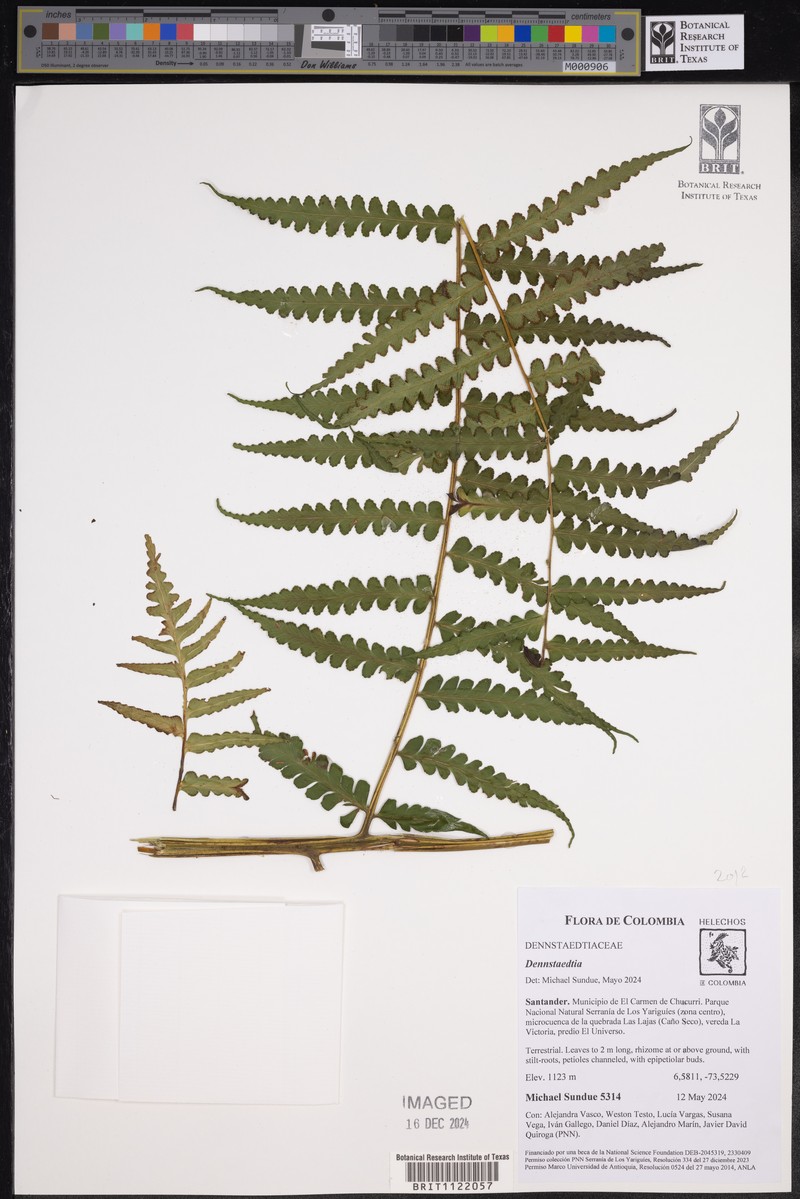 Dennstaedtia arborescens photo 6