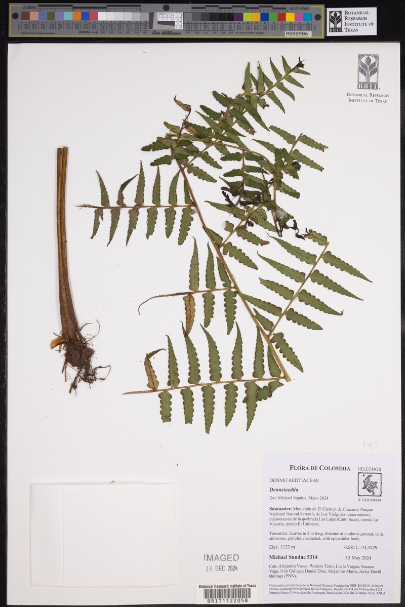 Dennstaedtia arborescens photo 7