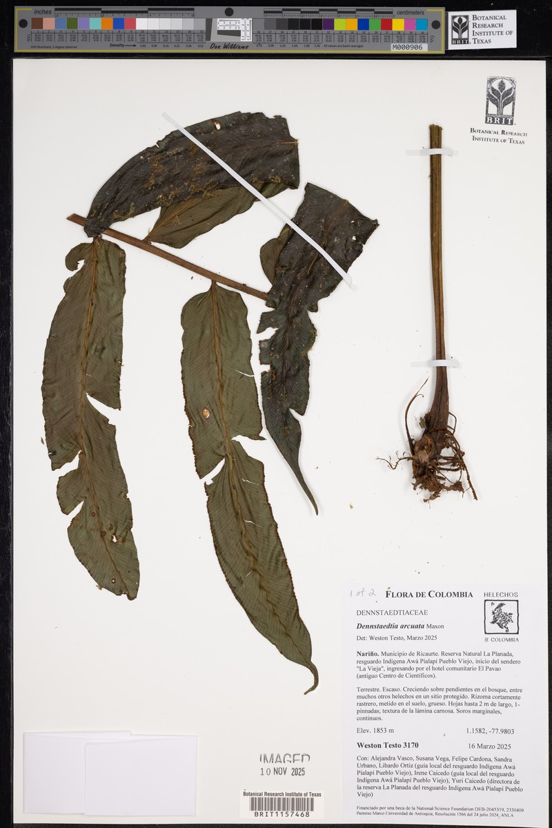 Dennstaedtia arcuata