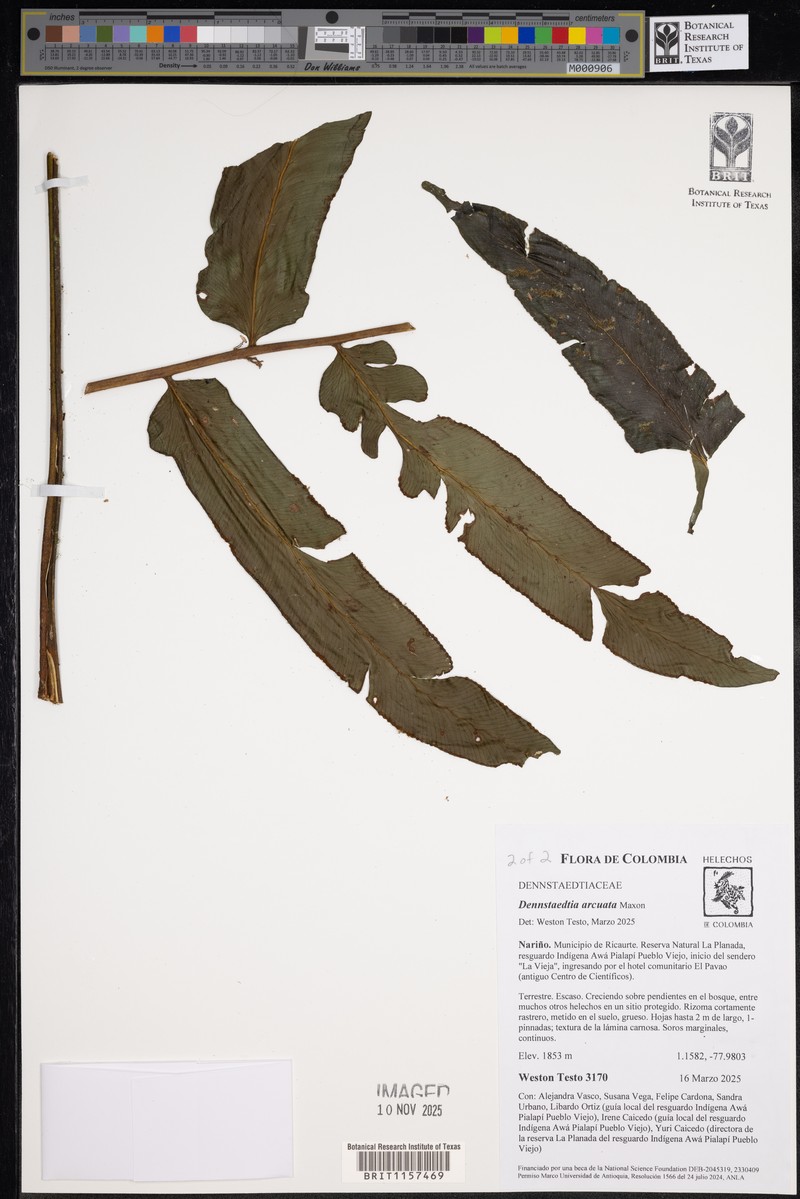 Dennstaedtia arcuata photo 2