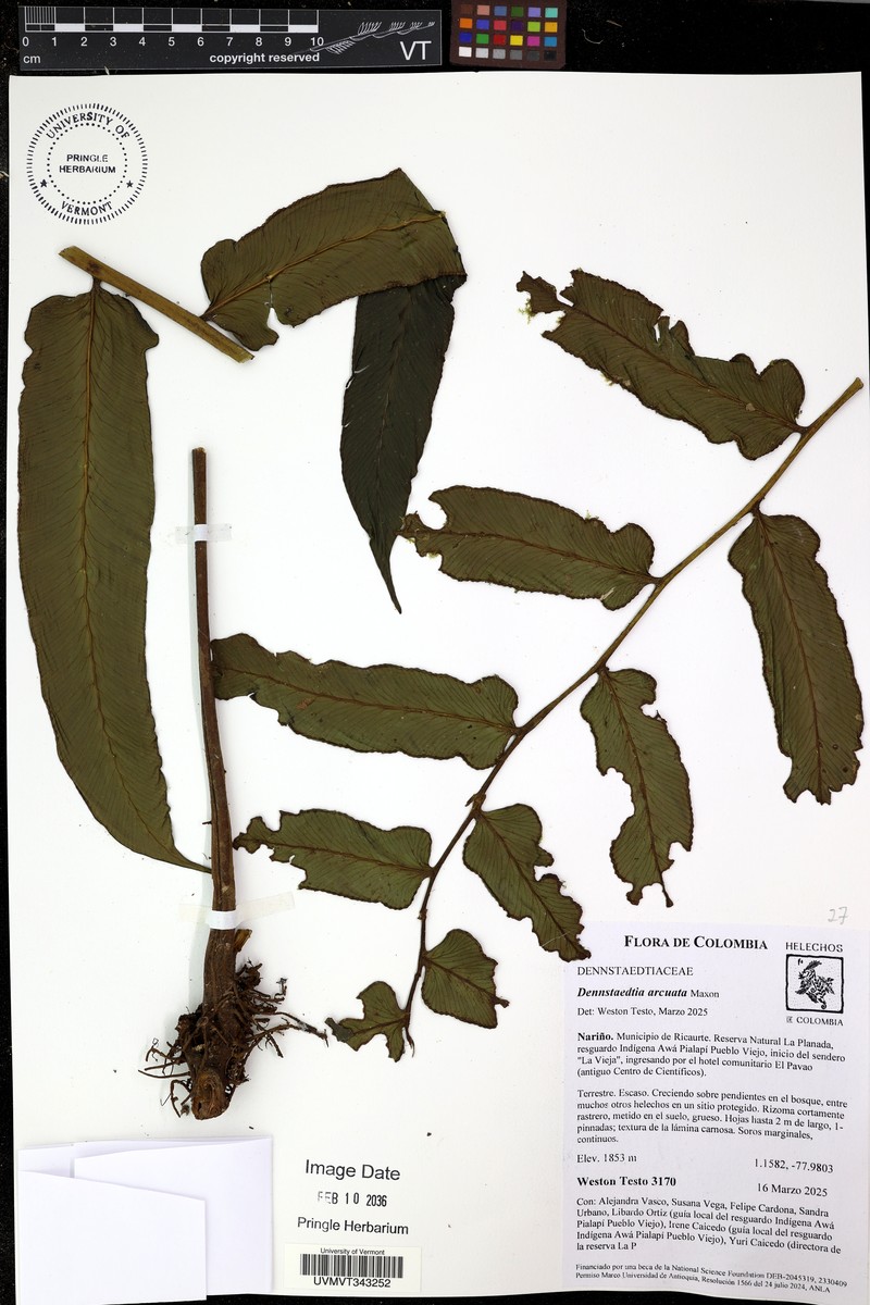 Dennstaedtia arcuata photo 3