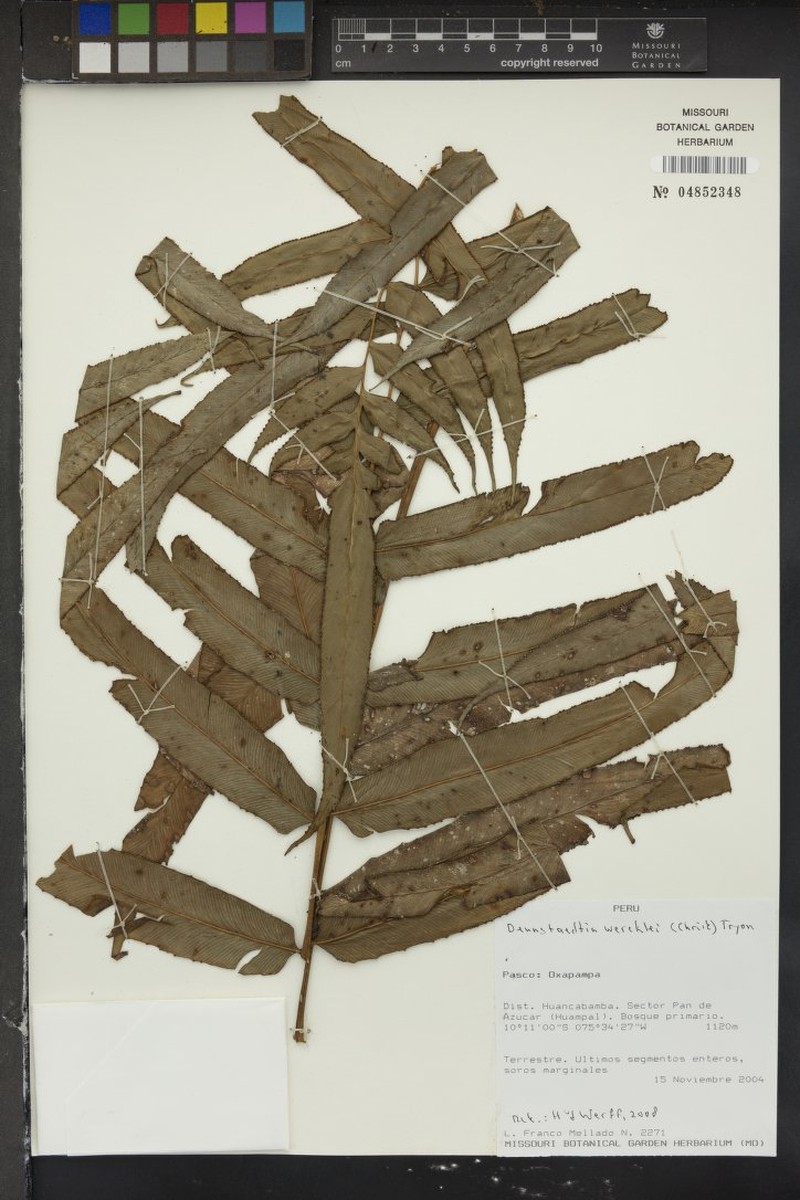 Dennstaedtia arcuata photo 4