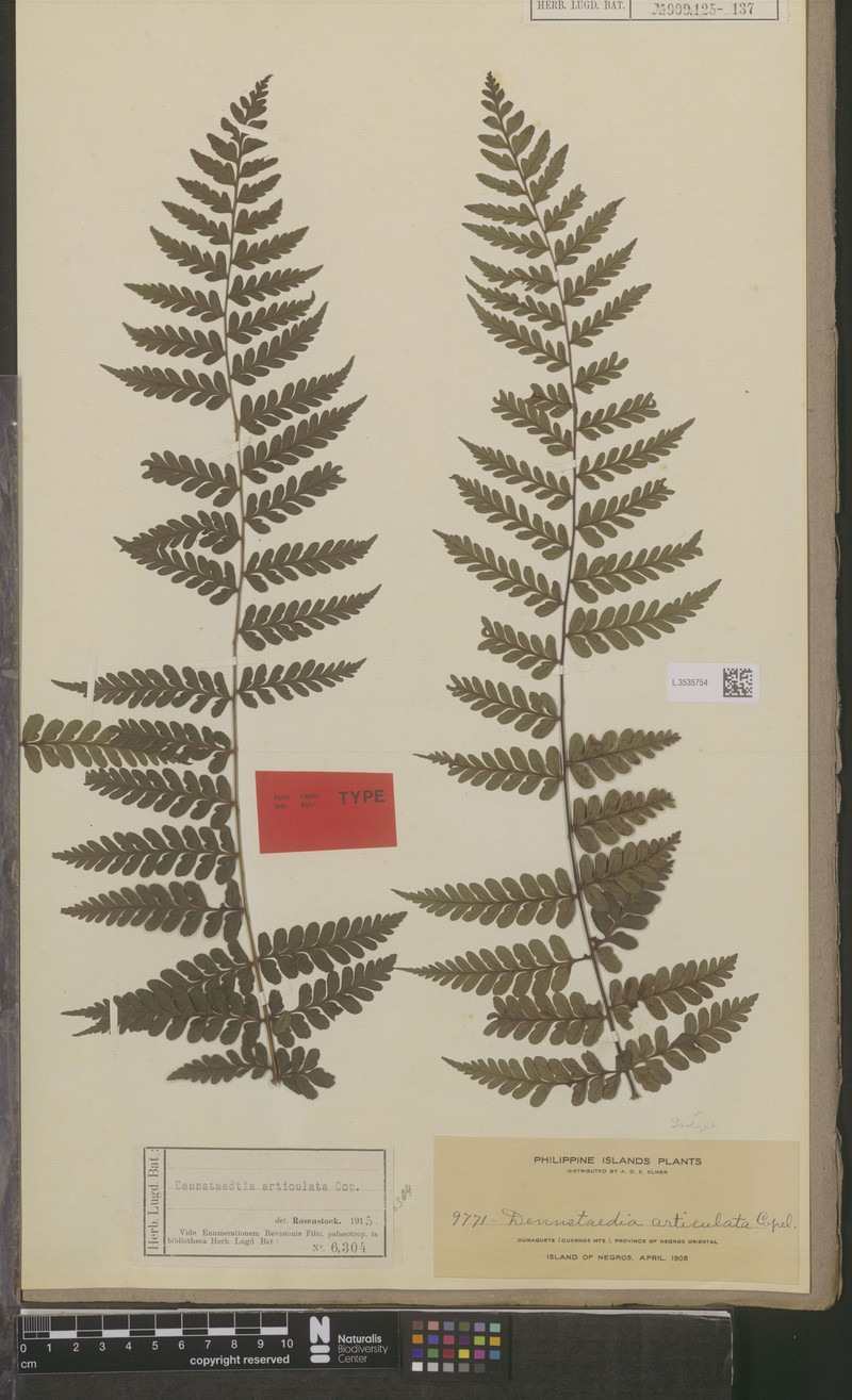 Dennstaedtia articulata photo 2