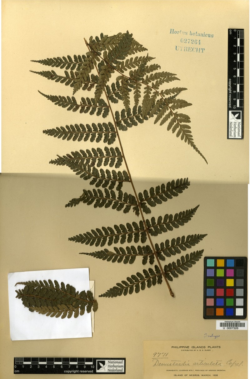 Dennstaedtia articulata photo 3