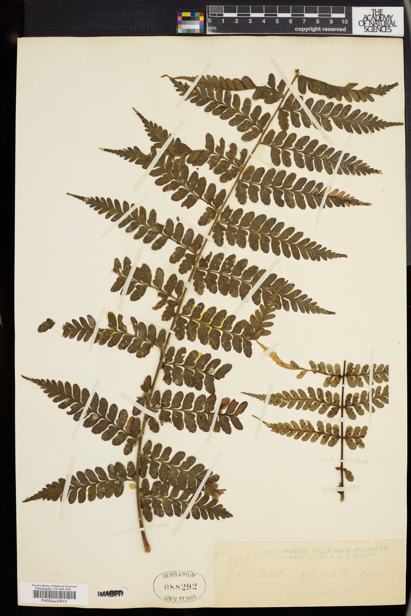 Dennstaedtia articulata photo 4