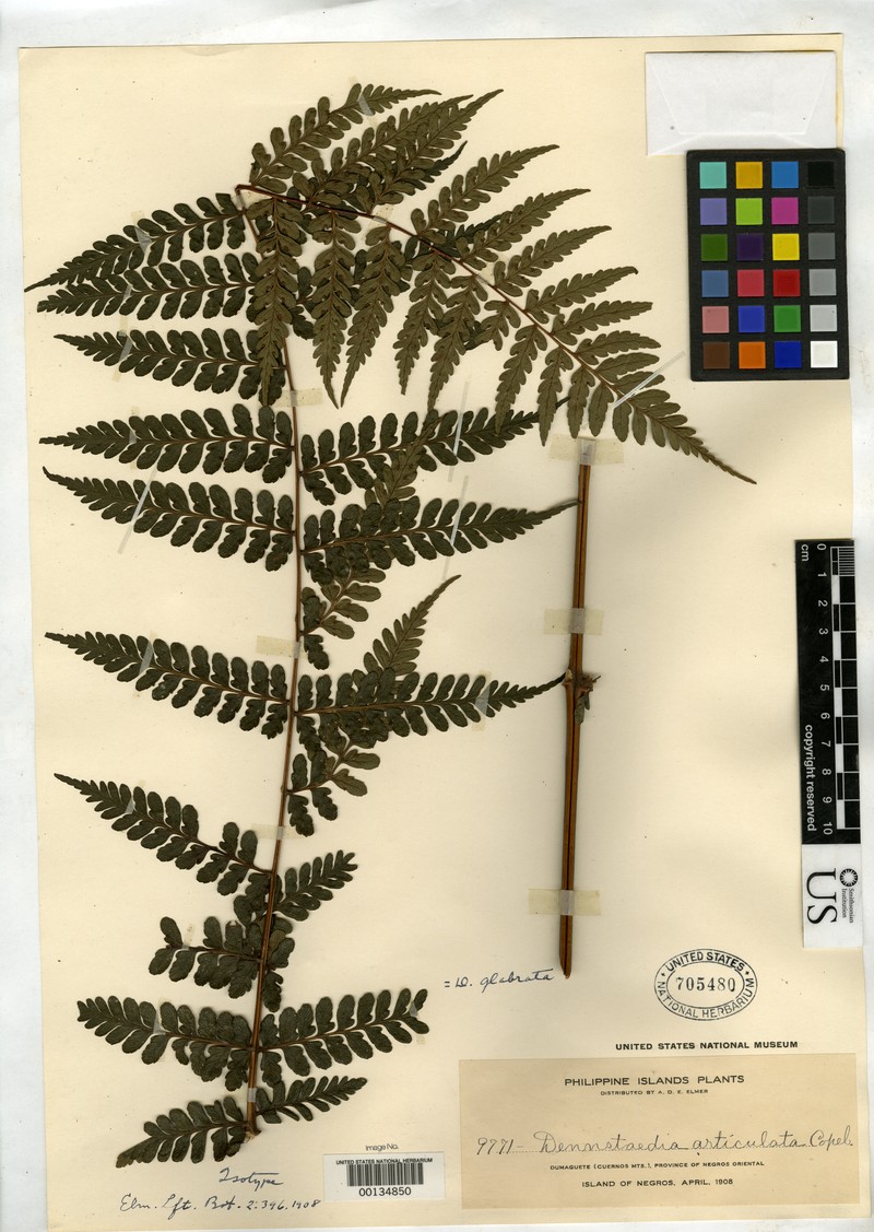 Dennstaedtia articulata
