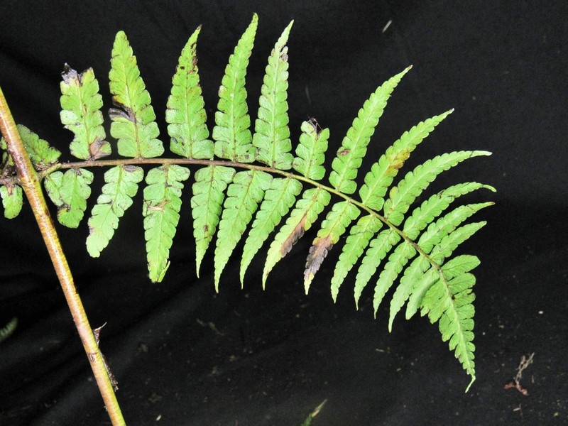 Dennstaedtia auriculata