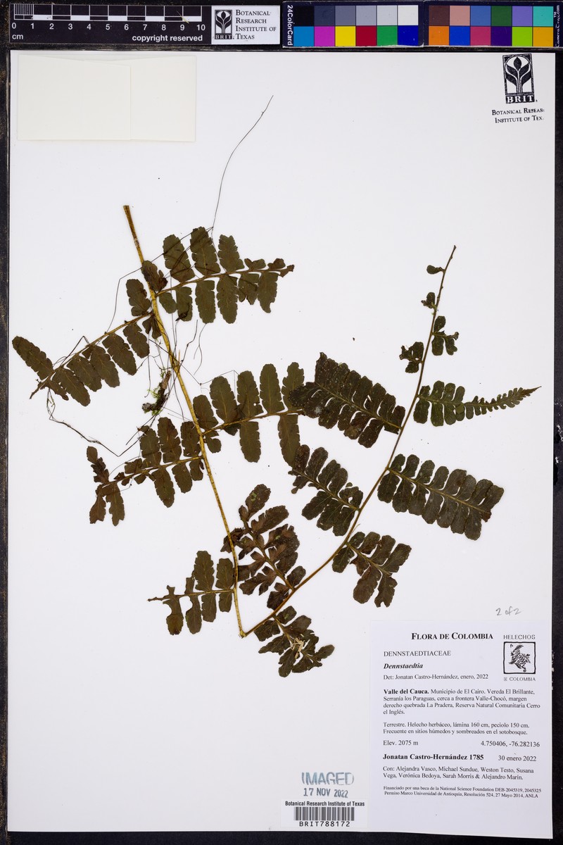 Dennstaedtia auriculata photo 2