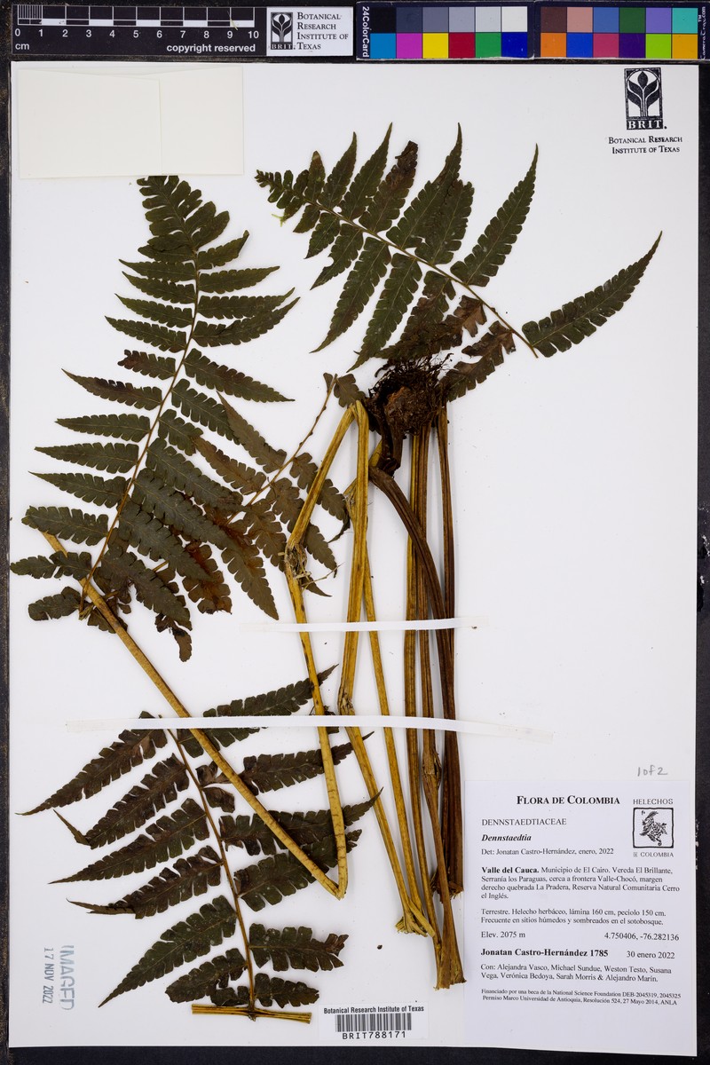 Dennstaedtia auriculata photo 3