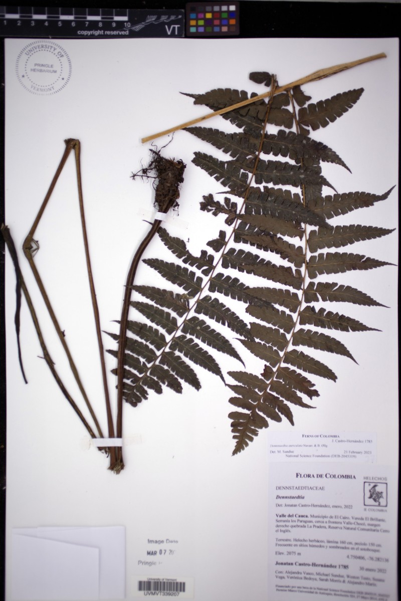 Dennstaedtia auriculata photo 4