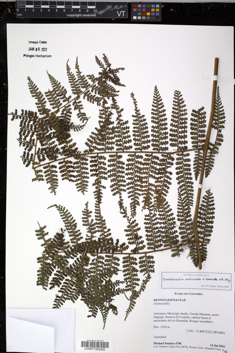 Dennstaedtia auriculata photo 5