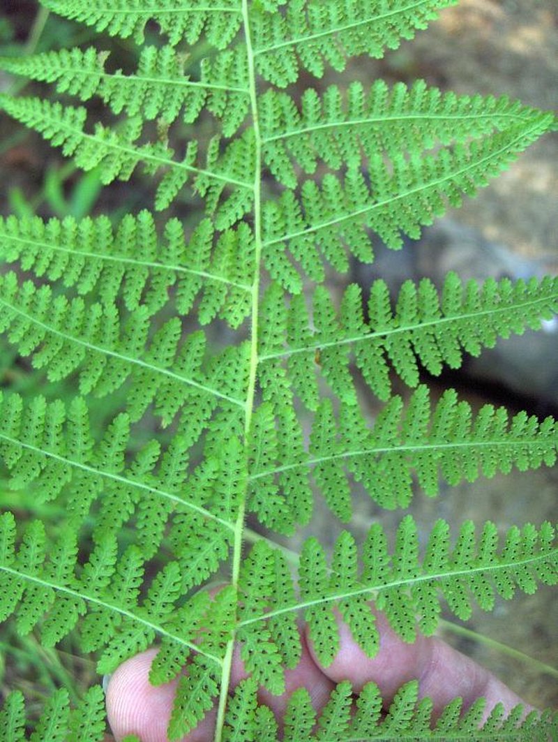 Cuplet Fern