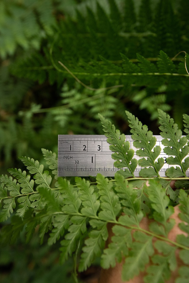 Cuplet Fern